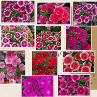 2 Chậu hoa cẩm chướng pháo hoa- Hoa phăng 13 màu tuyệt đẹp quanh năm⏰ Siêu Thị Hoa và Cây Giống