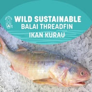 Dish The Fish Wild Sustainable Balai Threadfin/ Ikan Kurau (About 3Kg)