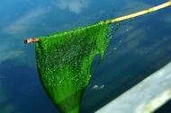 Lumut Umpan Pancing / mancing air tawar bukan laut 1kg