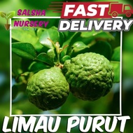 🔥💥 Pokok Limau Purut Hybrid Kahwin