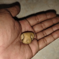 batu mustika kelor mas combong sangat langka unik