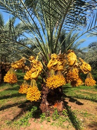 10 เมล็ด เมล็ดพันธุ์ อินทผาลัม (Date palm) จากต้นเพาะเนื้อเยื้อ สายพันธุ์ บาฮี เหลืองใหญ่.