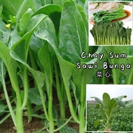 Ready Stock Vegetables Seeds Choy Sum Biji Benih Sayur Sawi Bunga蔬菜种子 菜心