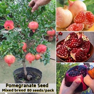 Good Quality Dwarf Pomegranate Seeds for Planting (80 Seeds) Sweet and Nutrient Fruits Seeds Bonsai Fruit Tree Seeds Fruit Plants Seeds Pomegranate Live Plants for Sale Indoor Plants Real Plants Vegetable Seeds Flowers Garden Seedlings Fruit Trees Plants