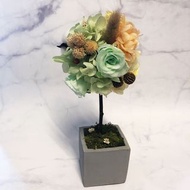 永生花球樹