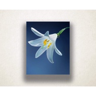 UptonTate White Tulip Canvas Art Tulip Close Up Wall Art Flower Canvas Print Artistic Wall Art Photo