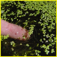 Azolla HYBRID Benih Azola microphylla microfila Mosquito Fern Aquatic Floating Plant pokok hidup kia