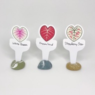 觀葉植物 名牌│彩葉芋 萬用貼紙│防水、耐曬、可書寫