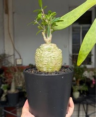 塊根植物 精品白皮火星人