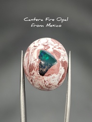 🌈 โอปอล คันเทร่า จากเม็กซิโก เจียรทรงหลังเบี้ย สามารถทำเครื่องประดับสวยๆได้ / ✨ ขนาด 3.5 กรัม ( Code : WN20 )

( Cantera Fire Opal from Mexico ) 3.5 กรัม

☘️