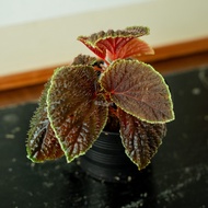 Begonia Ruthiae [RARE Plant]