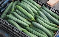 溫室栽培 歡迎 批發 零售 小黃瓜 ～（價格以當日市場拍賣價為訂價～）