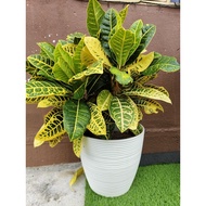 Pokok Puding ID : Senjakala Kuning Cantik (Rare Item)🔥