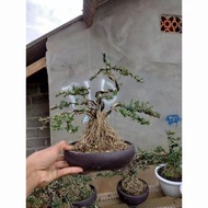 bonsai seribu bintang mikro