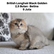 British Longhair Black Golden Kitten Anak Kucing Ras BLH BSH