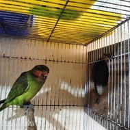burung Betet parot lucu sumatra