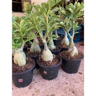 Pokok kemboja adenium thailand real live (8 inchi) ''RANDOM PICK"