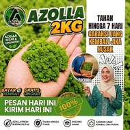 2 kg Premium Azolla Seeds, Safe Packing for Cultivated Broodstock, Safe, Lasts 8 Days