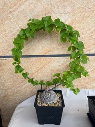 南非龜甲龍 7.5cm 連盆