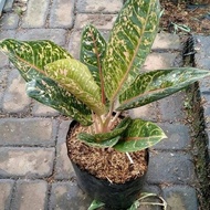 Tanaman Hias Aglaonema Donacarmen / Aglaonema Dona Karmen