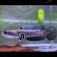 hiasan aquarium predator chana channa blue pulchra gabus hias