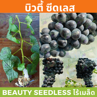 กิ่งพันธุ์องุ่น พันธุ์บิวตี้ ซีดเลส (Beauty Seedless)