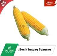 ( 15 Butir ) Benih Jagung Manis Bonanza