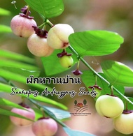 ผักหวานบ้าน ผักหวานป่า Sauropus Androgynus Seeds เมล็ดพันธุ์ผักหวานปลูกครั้งเดียวเก็บกินได้หลายปี ผั