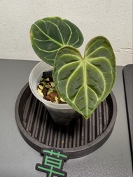 帝王花燭 Anthurium Regale