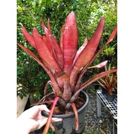 Bromeliad Thailand Aec phantom