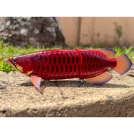 DRANCKRAZY SUMERAGI AROWANA joint bait #04 Super Red Arowana