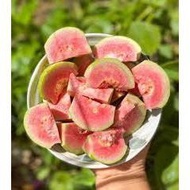 RUBI COMBO of 3 red-fleshed ruby guava trees (grafted trees)