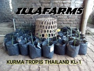 Bibit Kurma Tropis Thailand KL-1