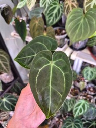 戴斯雜水晶花燭