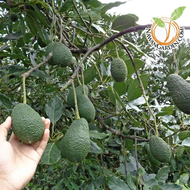 PROMOTION PRICE CNY [HOT SELLING]Pokok Avocado HYBRID Vietnam A034 / 034 AVOCADO GRAFTED TREE/Pokok 
