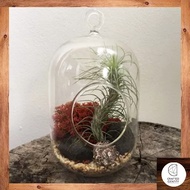 Urban Jungle S-l Terrarium Kit