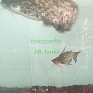 frozen food lele butterfly/hiasan aquarium air tawar