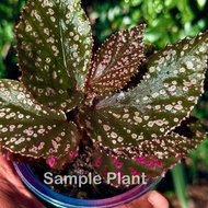 Begonia Hairy Spot (Rare Terrarium Plant)