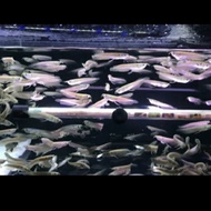 ikan Arwana Silver Brazil ( 13 - 14 ) cm