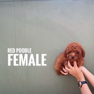 Dijual anjing red poodle