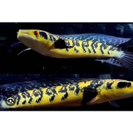 HIASAN AKURIUM IKAN CANA MARU YS