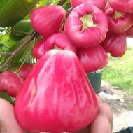 Bibit Tanaman Jambu Air Red Taiwan / Jambu Merah
