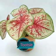 Caladium Thai  Hybrid : "TOOTSIE"