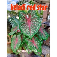 red star caladium/anak keladi red start/keladi kampung