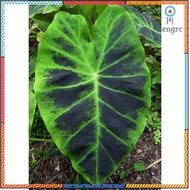 บอนดำ Colocasia esculenta var. antiquorum 'Thai Black Beauty' ไทยบิวตี้ บอน มเหศวรใหญ่ ยอดขายดีอันดับหนึ่ง