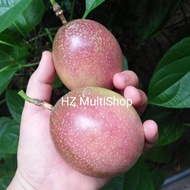 Anak Pokok Markisa - Passion Fruit Plant - Biji Benih Markisa - Passion Fruit Seed