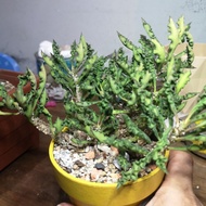 皱叶麒麟Euphorbia decaryi