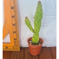 Mini Cactus/Succulents Live Plant Cactus/Succulents - Cactus Opuntia