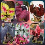 paket 6 bibit bonggol caladium // bibit bonggol keladi // bibit bonggol caladium thailand // bibit b