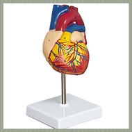 (QJWR) Heart Model 2-Part Deluxe Life-Size Human Heart Model Anatomy with 34 Anatomical Structures A